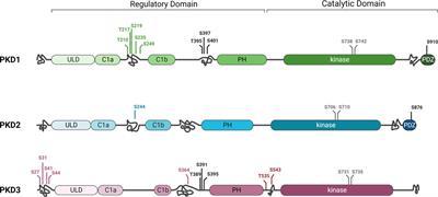 Membrane trafficking in breast cancer progression: protein kinase D comes into play